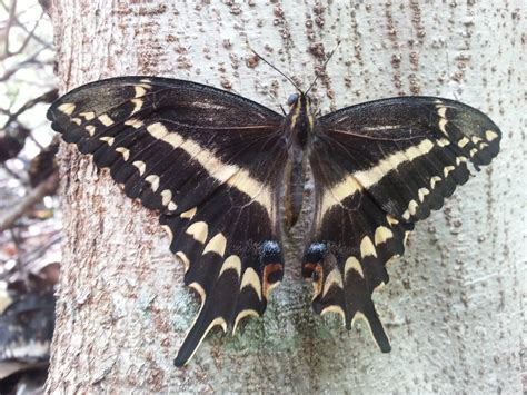 Partners Work to Bring Back Endangered Schaus Swallowtail (U.S ...