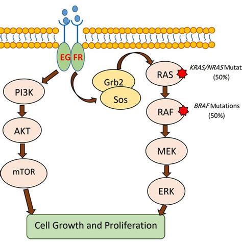 The MAPK signaling pathway in CRC. KRAS and BRAF mutations lead to the... | Download Scientific ...