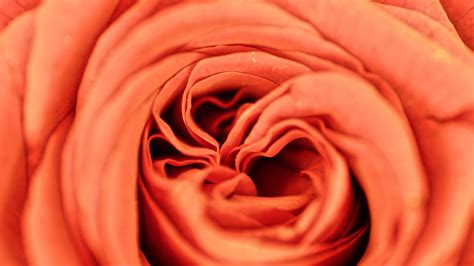 rose, petals, flower, macro, 4k HD Wallpaper