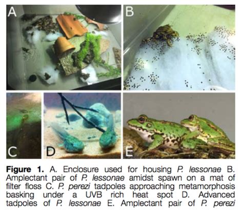 Zoology Jottings: Captive breeding of water frogs