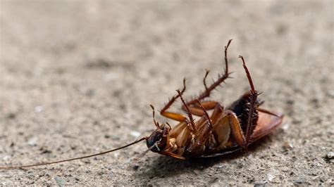 Intenta matar a una cucaracha con insecticida y acaba volando su casa ...