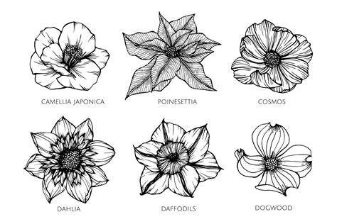 Collection set of flower drawing illustration. 417207 Vector Art at Vecteezy