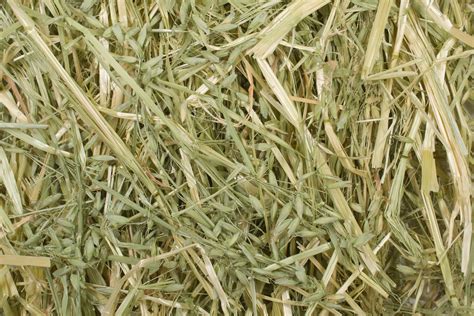 Oat Hay For Horses