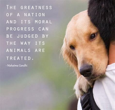 Animal Quotes By Gandhi. QuotesGram