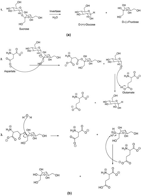 Sucrose Hydrolysis Mechanism