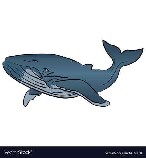 Blue whale isolated on white background Royalty Free Vector