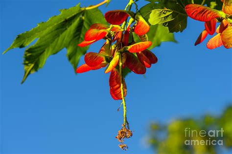 Red maple seeds Photograph by Viktor Birkus - Pixels