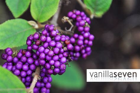 Purple Berries | Berries, Purple, Plant species