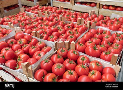 Crates of Red Tomato in Warehouse Storage Stock Photo - Alamy