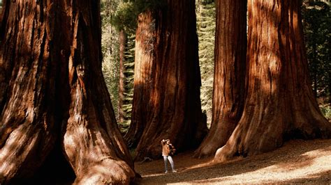 Where to see giant sequoias: our guide | Advnture