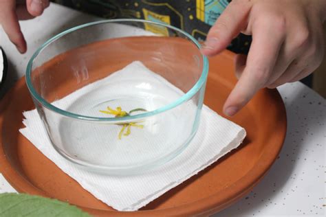 How to Dry Flowers in the Microwave • Crafting a Green World