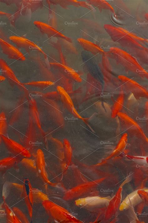 Orange fish ~ Animal Photos ~ Creative Market