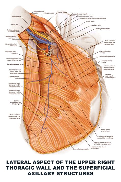 Lateral Aspect of the Upper Right Thoracic Wall and the Superficial ...