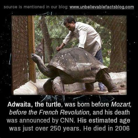 Adwaita the Tortoise, died in 2006. Estimated age: 250 years! | God's ...