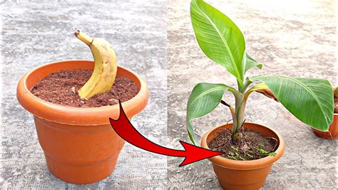 How To Germinate Banana | Storables