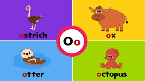 Letter O o Flashcard for kids with 4 words ostrich otter ox octopus 45590743 Vector Art at Vecteezy