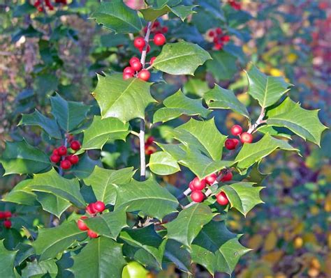 13 Beautiful Types of Winter Flowers | Flower Glossary