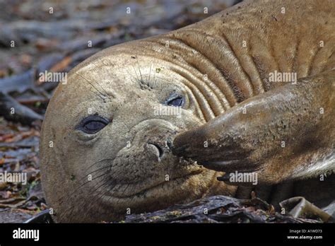 Southern Elephant Seal Hydrurga leptonyx Falklands scratching nose Stock Photo - Alamy