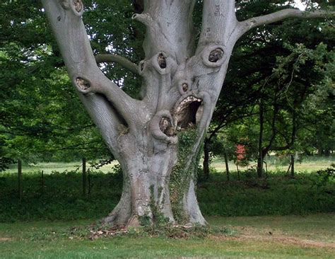 63 Trees That Look Like Something Else And Will Make You Look Twice | Bored Panda