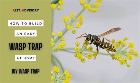 How to Build a DIY Wasp Trap Using a Bottle: DIY Wasp Trap