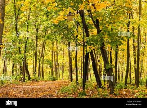 City park in autumn Stock Photo - Alamy