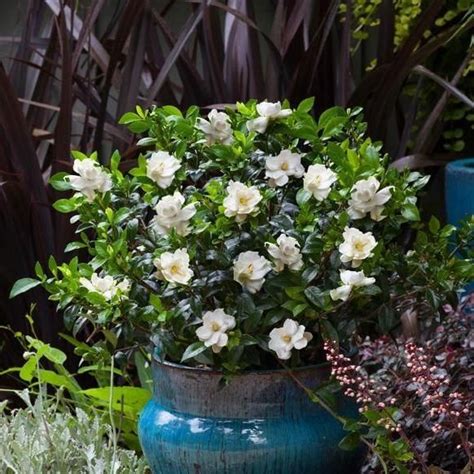 Jubilation Gardenia in 2021 | Gardenia plant, Fragrant flowers, Plants