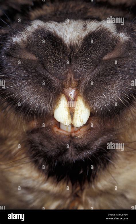 Southern Hairy-Nosed Wombat incisor teeth and nose snout detail Stock ...