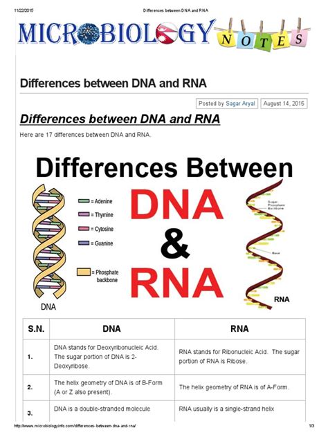 Differences Between DNA and RNA | Rna | Base Pair