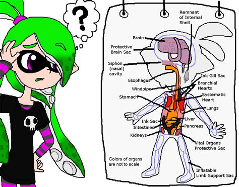 Inkling Anatomy by Rotommowtom on DeviantArt