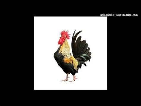 Hen sound | #hensound | #animalssound - YouTube