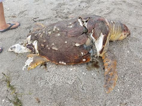 Dead sea turtles washing up on area beaches