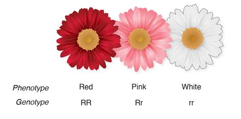 autosomal codominant pattern - A1AD Support