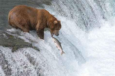 Alaskan brown bear catching a jumping salmon, Brooks Falls, Ursus arctos photo, Brooks River ...