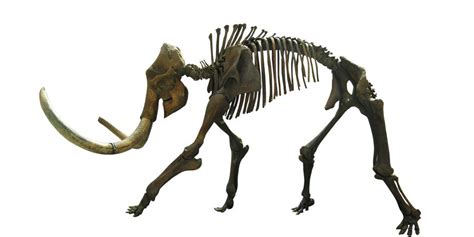 Woolly Mammoth Skeleton Running Wild by el-cabrito on DeviantArt