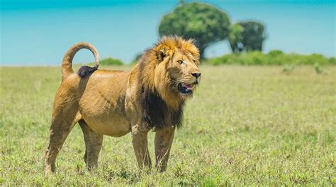 Masai Mara Lions: Facts about Lions in the famed wildlife reserve and in Kenya