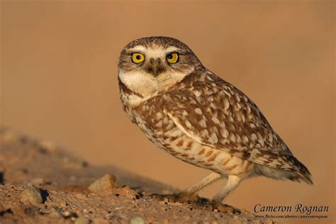 desert owl - Google Search | Burrowing owl, Owl, Desert animals