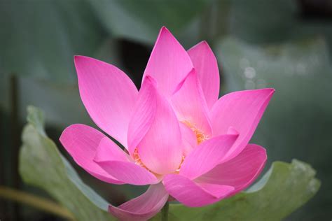 Free Images : flower, petal, green, pink, sacred lotus, aquatic plant ...