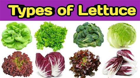 Types of lettuce | Name of lettuce | Lettuce name | Leafy vegetable ...