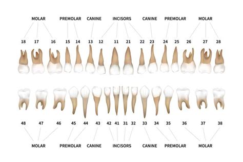 Printable Teeth Numbers And Names