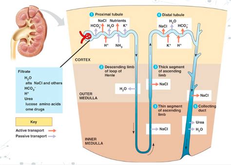 Urinary System Part 2: Urine Formation – The Biology Classroom