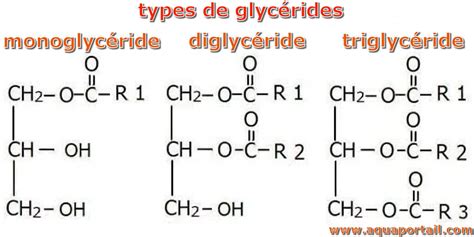 Diglycéride : définition et explications