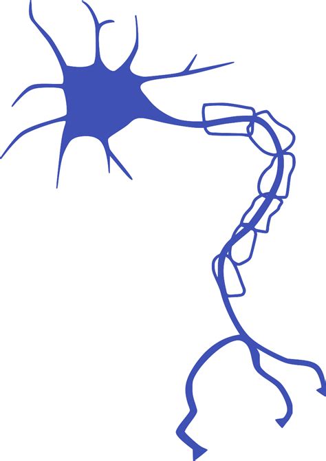 SVG > cell neuron nerve brain - Free SVG Image & Icon. | SVG Silh