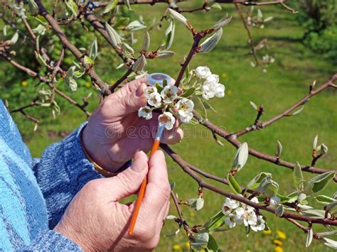 Pear tree pollination 2 stock image. Image of pear, collecting - 40495379