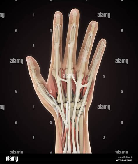 Human Hand Anatomy Illustration Stock Photo - Alamy