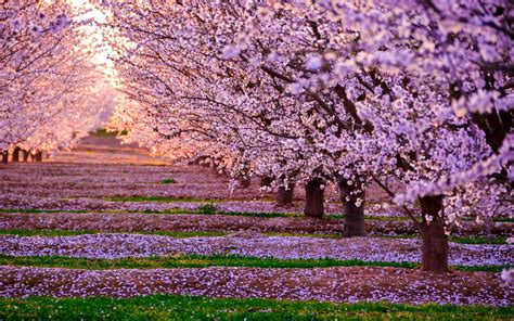 Flowering Trees Wallpapers - Wallpaper Cave