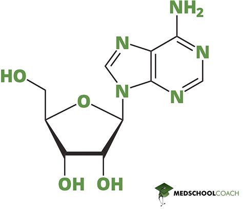 Nucleotides – MCAT Biochemistry | MedSchoolCoach