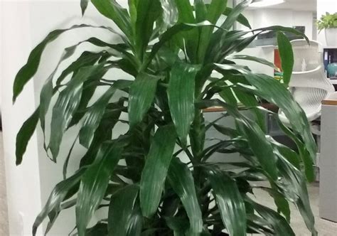 Plant Care for Dracaena Janet Craig - House Plants