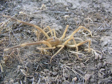 Solifugae