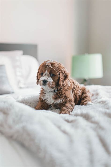 Best 100+ Puppy Pictures | Download Free Images on Unsplash | Puppies, Cavapoo puppies, Dog lovers