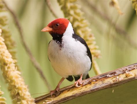 Cardinal | Bird, Description, & Facts | Britannica